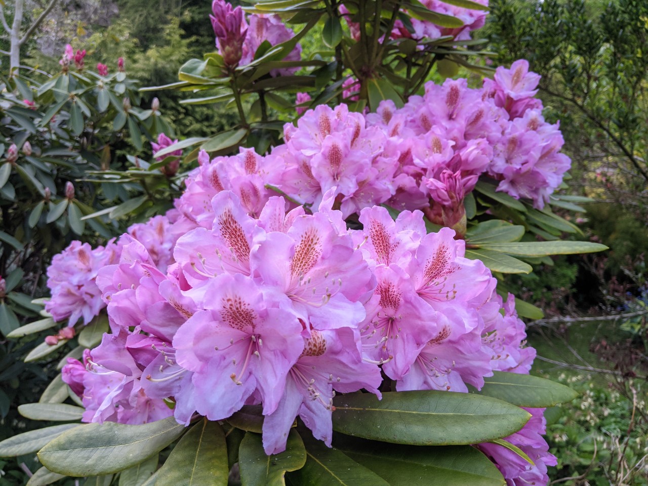 Unnamed hybrid seedling